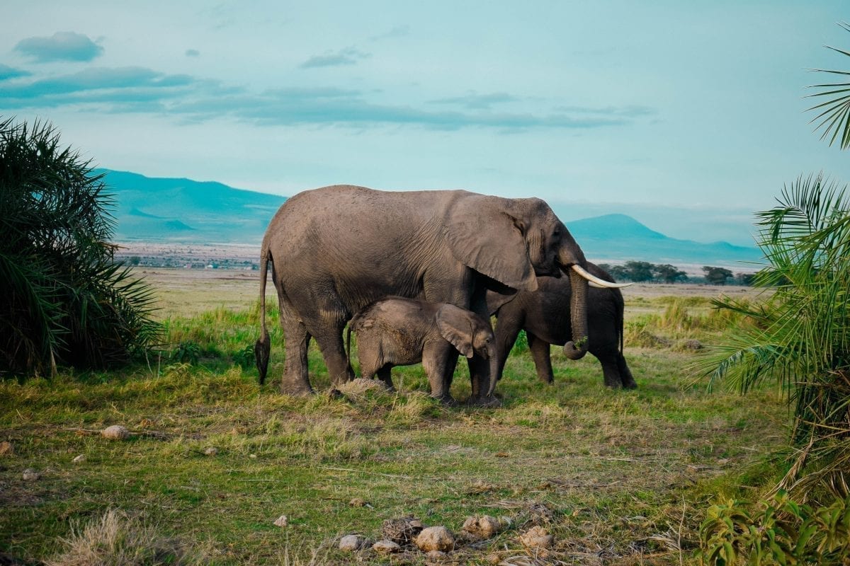 Read more about the article A trip to Kenya – the legendary safari land