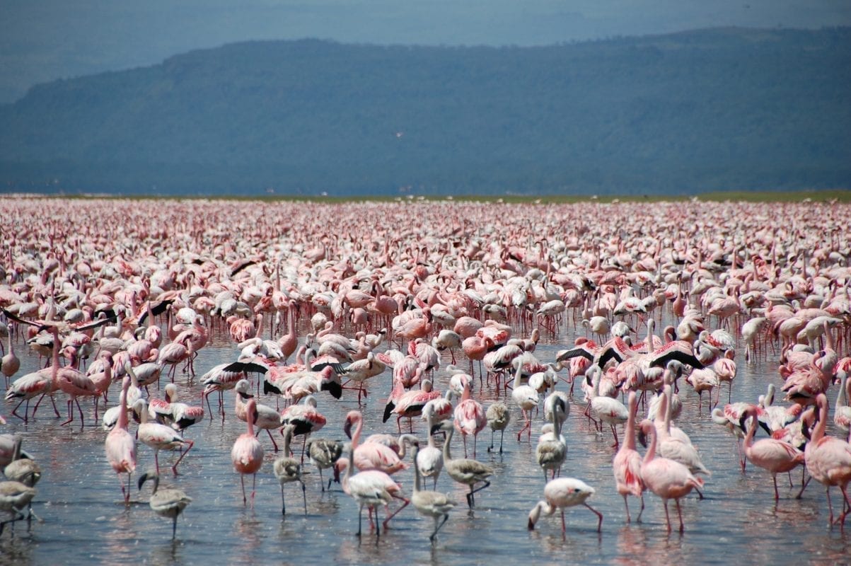 Read more about the article הפארק הלאומי נקורו קניה – אגם הפלמינגו