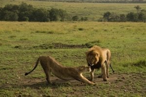 תמונה של אריות שצולמה במהלך טיול לקניה