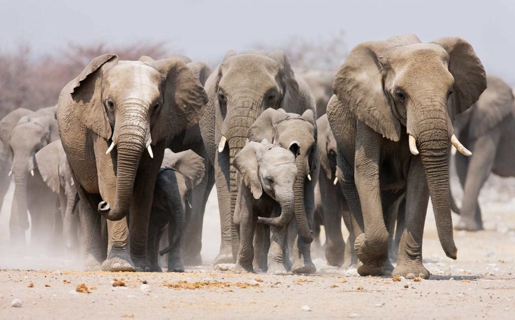 תמונה של פילים שצולמה במהלך טיול לקניה