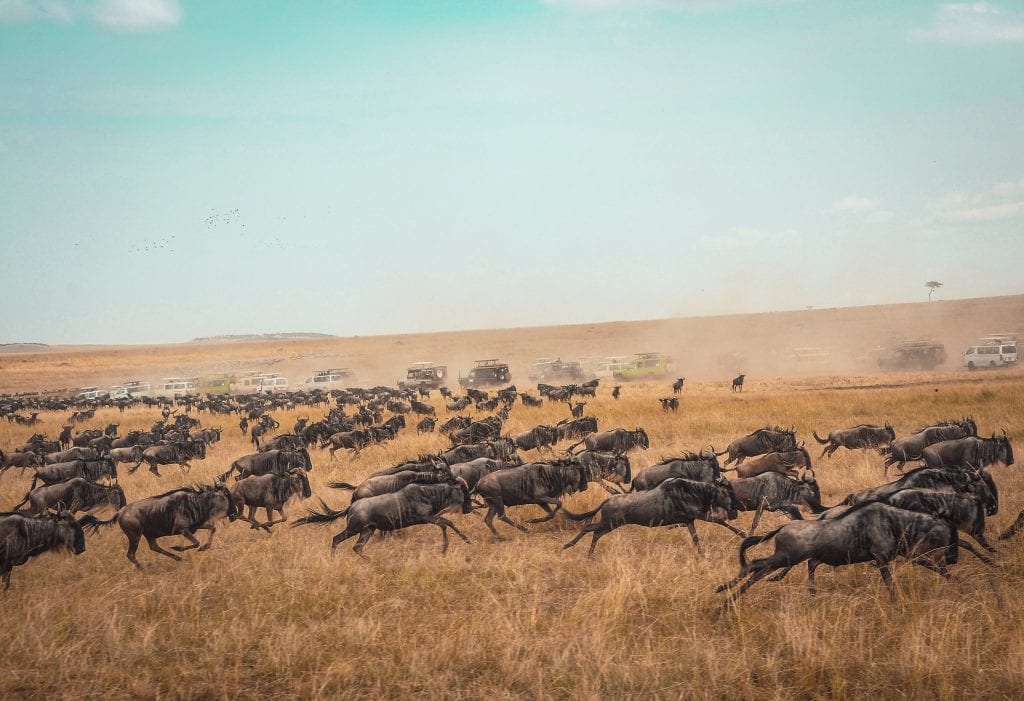 Kosher safari in Masai Mara