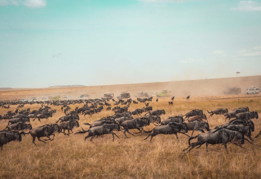 Read more about the article Masai Mara National Reserve