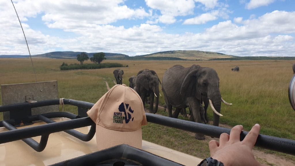 תמונה של פילים בטיול הכשר לאפריקה
