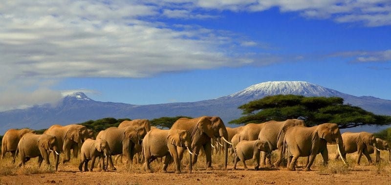 Amboseli National Park - Africa Kosher Travel - Kosher Safari Trips