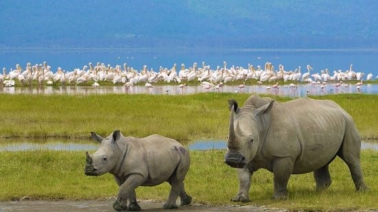 Read more about the article The best safari trip in Kenya