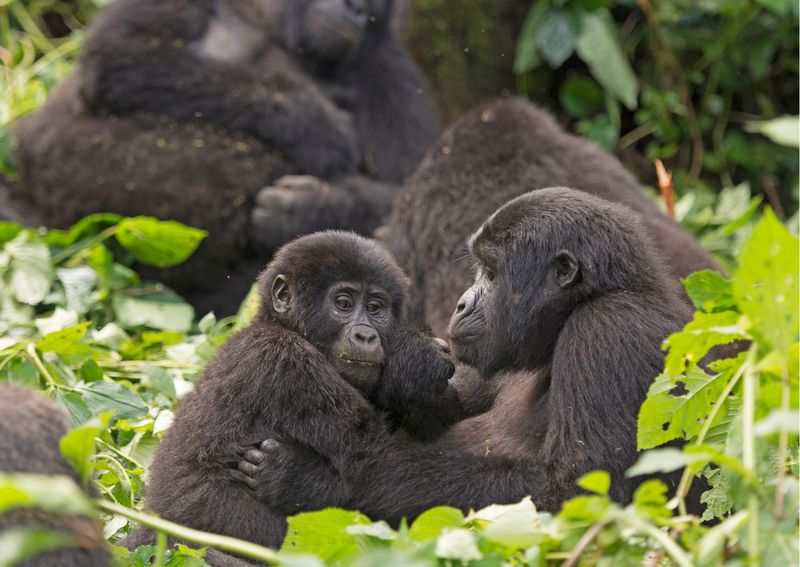 Read more about the article Bwindi Impenetrable Forest National Park.