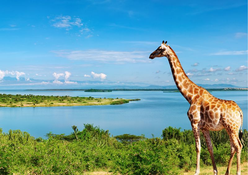 Read more about the article Uganda Adventure – Nile River, safari, mountain gorillas and attractions