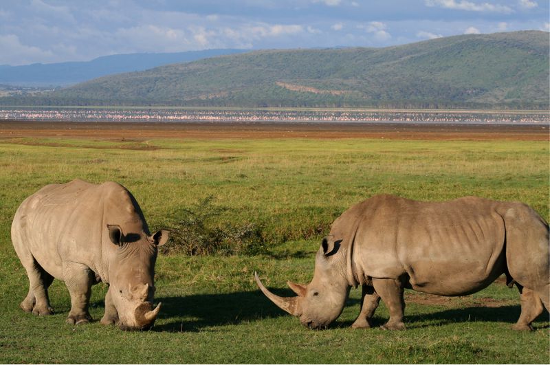Read more about the article Rift Valley Lakes & Msasi Mara National Reserve