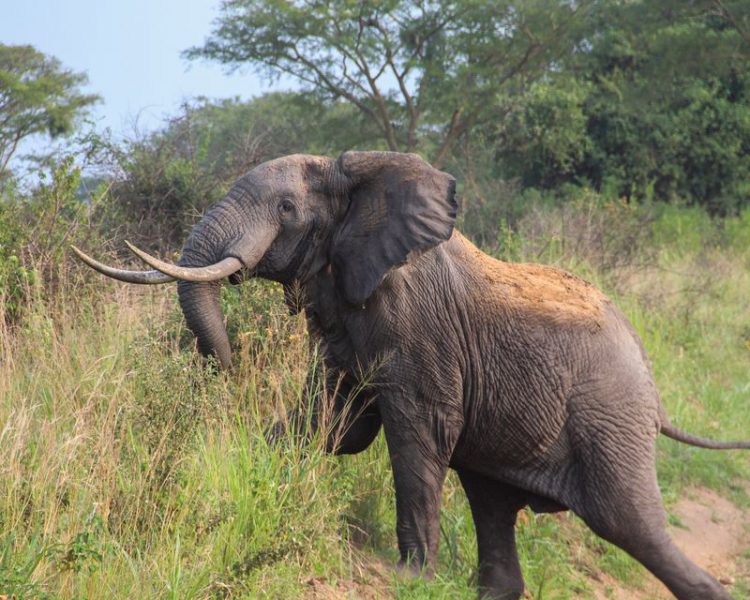 Read more about the article Kidepo Valley National Park