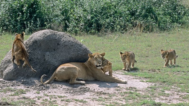 Read more about the article Queen Elizabeth National Park