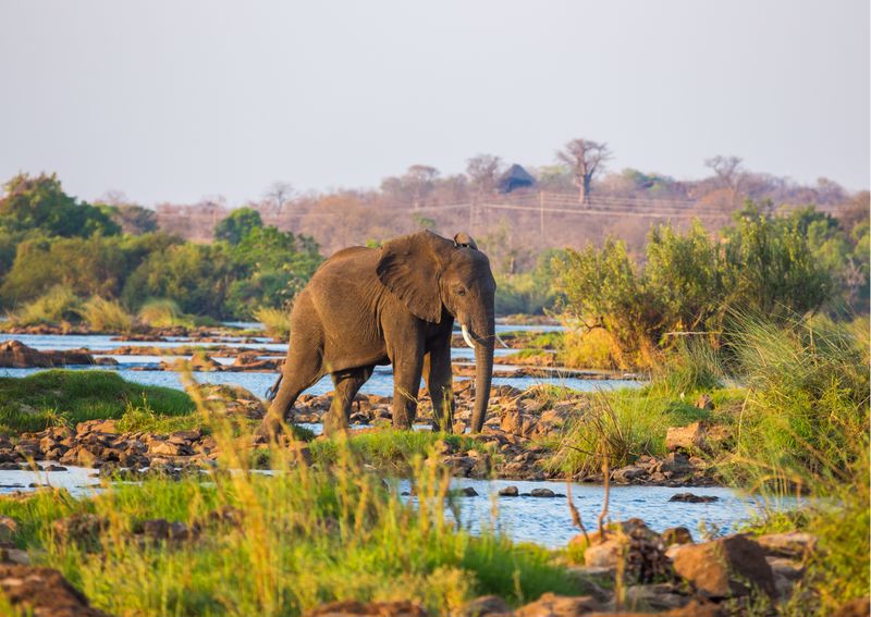 Read more about the article Murchison falls National Park