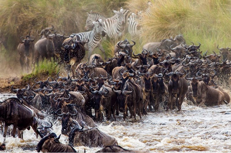 Read more about the article The Great Kenya Migration Safari
