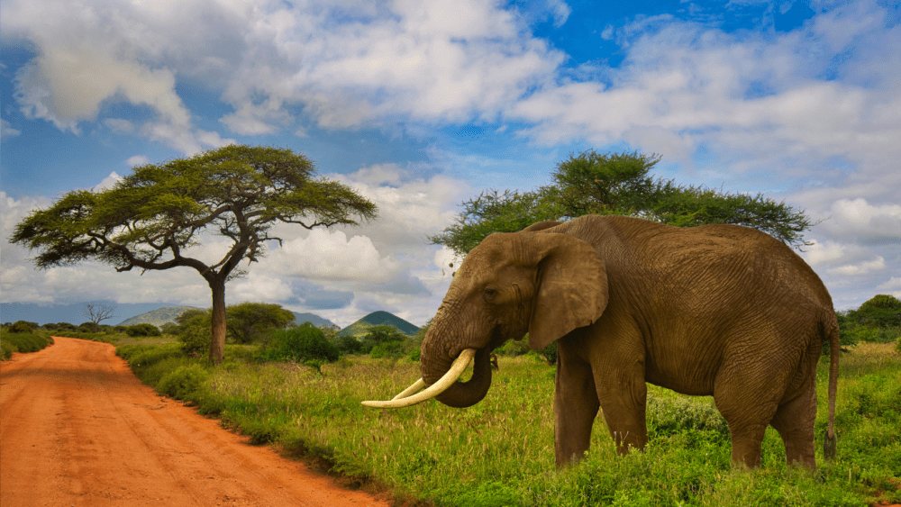 Read more about the article Tsavo National Park